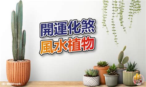 帶刺植物風水|【風水特輯】化煞開運就靠它們！玄關、客廳、廚房、。